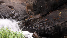 1000 Lingas Beautiful Waterfalls near Siem Reap